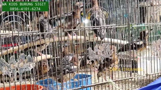 HARI INI ! KIOS SIGIT BERUBAH DRASTIS HARGA MURAI TROTOLAN DI PASAR BURUNG PRAMUKA смотреть онлайн