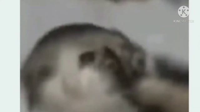 самое короткое Видео/грустные коты/ смотреть онлайн