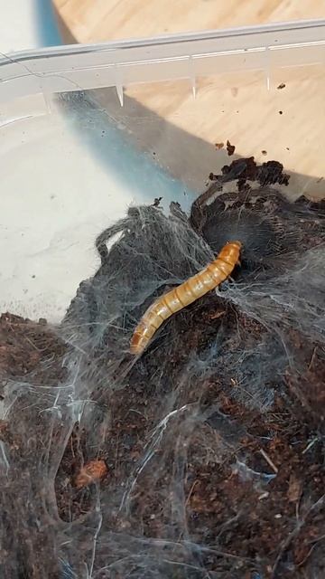 Założyłem Instagrama Dla Kanału!