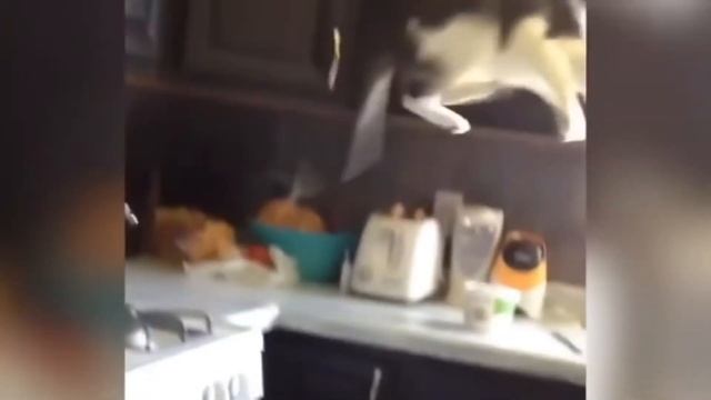 ИСПУГАННЫЕ И ЗЛЫЕ КОТЫ / ЛУЧШИЕ ПРИКОЛЫ С КОТАМИ / ЗЛЫЕ И ИСПУГАННЫЕ КОТЫ 2021 смотреть онлайн