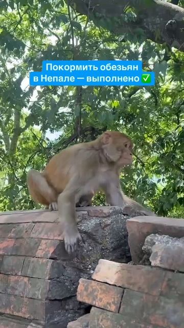 Быть в Непале и не покормить обезьян?! #непал #обезьяны #путешествия смотреть онлайн