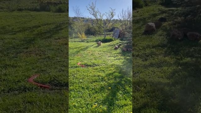 Мирочка на даче 😂😂😂 смотреть онлайн