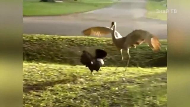 Петухи и курицы смешные моменты смотреть онлайн