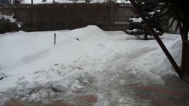 Ловим сыча на мышь смотреть онлайн