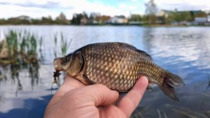 Ловлю карася на фидер. Карась клюёт на червя и опарыша. Прикормка самодельная: пшено+горох #рыбалка