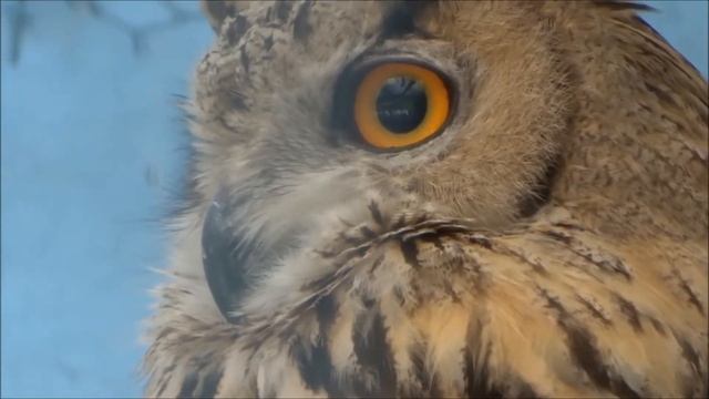 Owl's yeys/ Смешное видео! Сова смотрит мудро смотреть онлайн