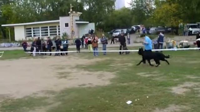 SNB11240Нижний Новгород, клуб Ника 18 сентября 2010, МОНО ВЕО пром кобели Турмалин смотреть онлайн