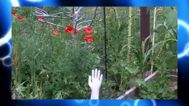 Люди против белок 1 : 0 смотреть онлайн