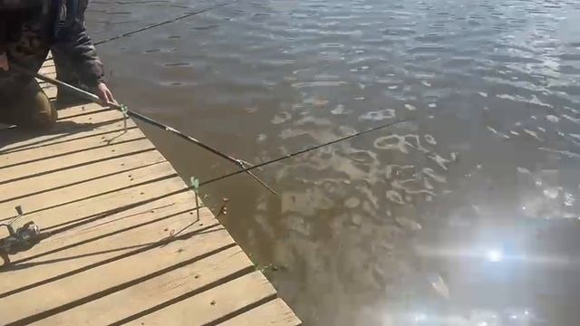 Поимка Карпа.Карпуша клюет смотреть онлайн