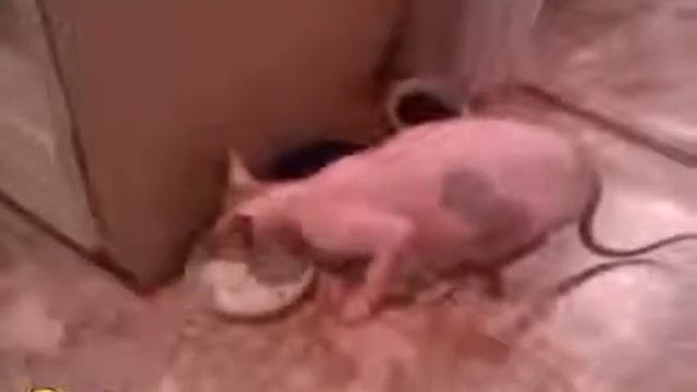 Самое смешное видео про кошек, говорящих во время еды смотреть онлайн