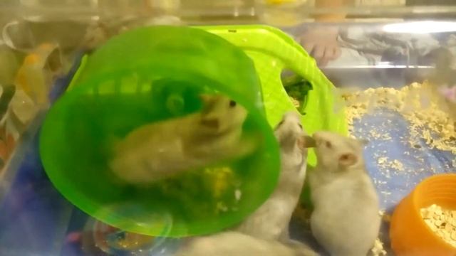 ЧТО ВЫТВОРЯЮТ СИРИЙСКИЕ ХОМЯЧКИ😱😍 хомяки в колесе🐹акробаты |Хомячуля: Secret Life Hamster - Pets смотреть онлайн