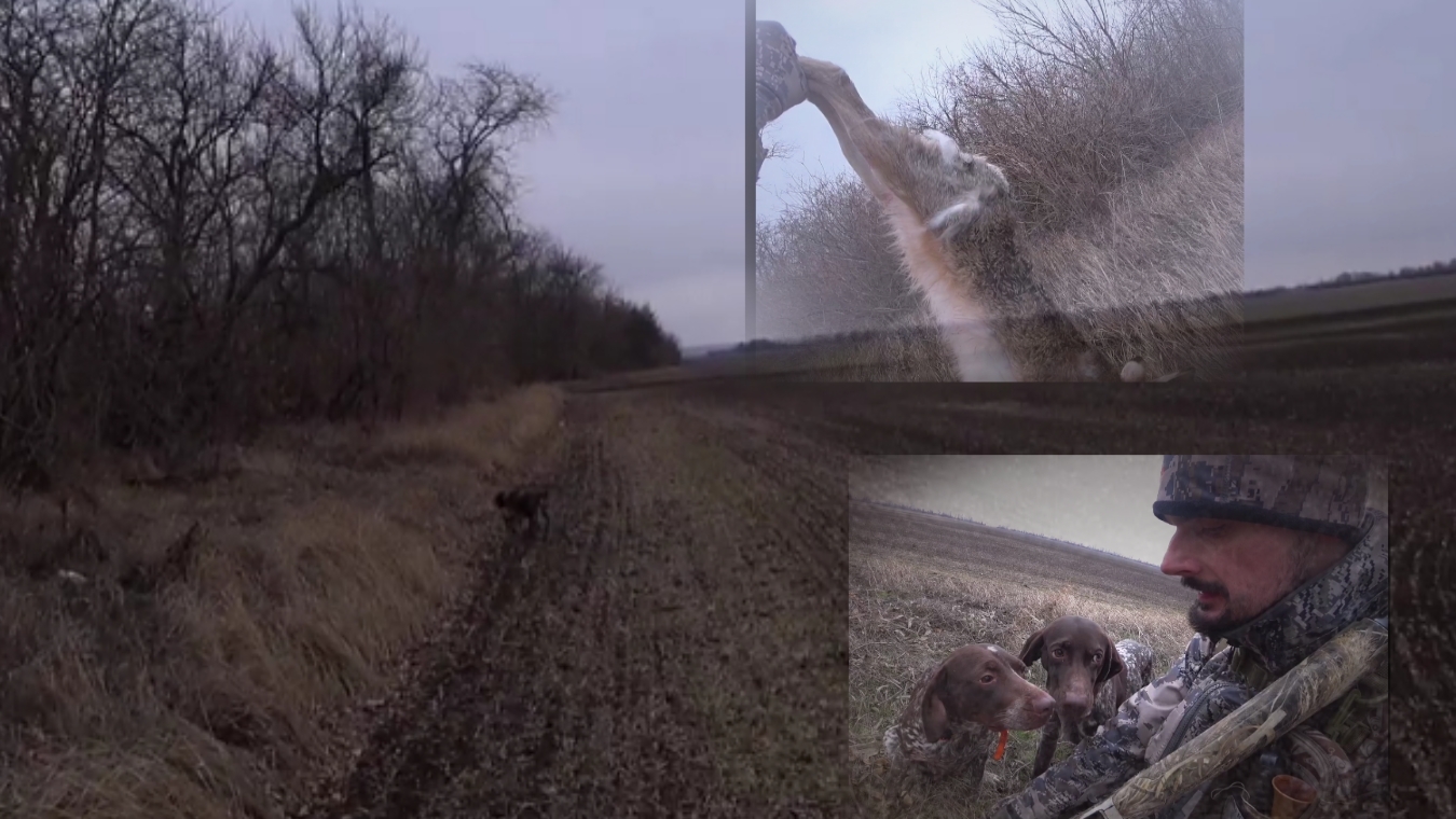Шикарный выстрел! Охота по зайцу с Курцхаарами. смотреть онлайн