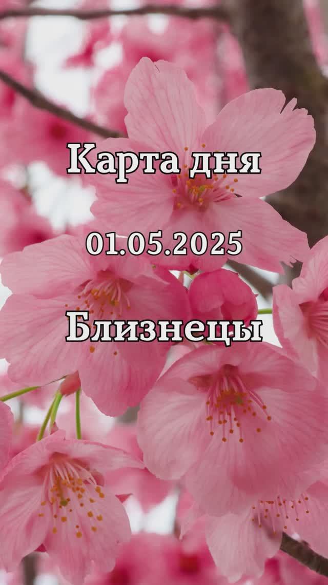✨Карта дня 01.05.2025 Близнецы смотреть онлайн