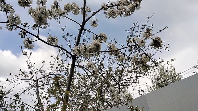 Зацвела черешня, привитая к макушке вишни. Апрель 2025 смотреть онлайн