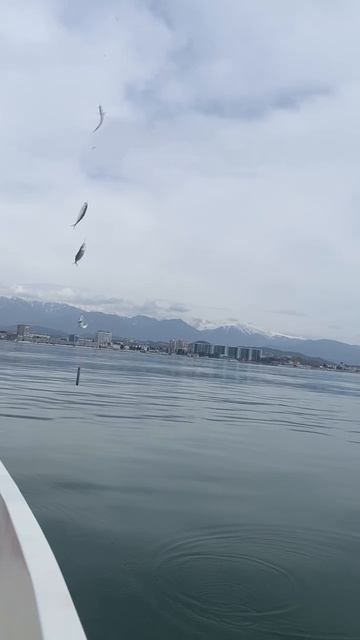 Ловим по полной ставриду в Сочи. смотреть онлайн
