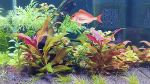 Итоги по блохам. Новые рыбки в аквариум с красными креветками.