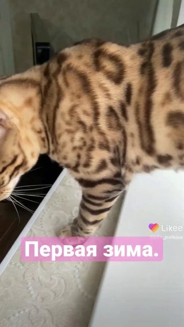 #животные #бенгальский #кошки #бенгалы