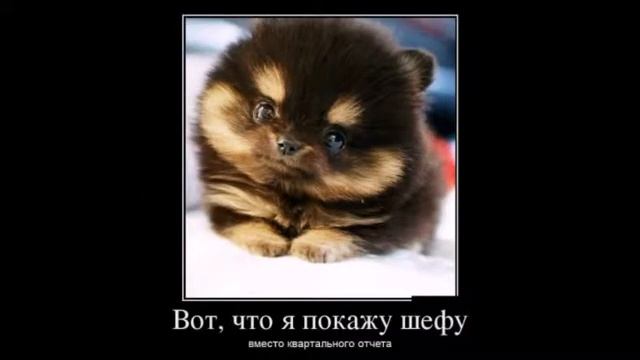 смешные фото и картинки смотреть онлайн