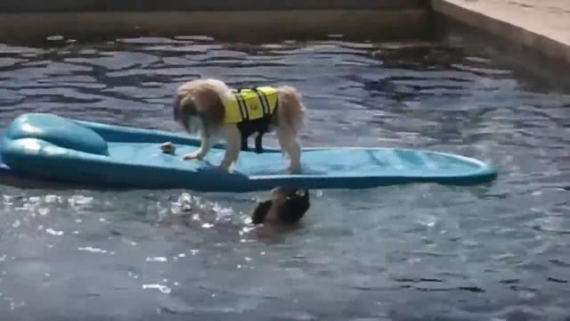 СМЕШНЫЕ СОБАКИ / FUN DOGS смотреть онлайн