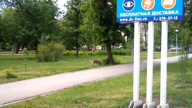 Вороны и собака... смотреть онлайн