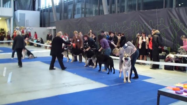 Больше статей и видео на allbestdog.ru смотреть онлайн