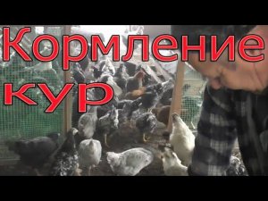 Кормление кур | Чем я кормлю кур?