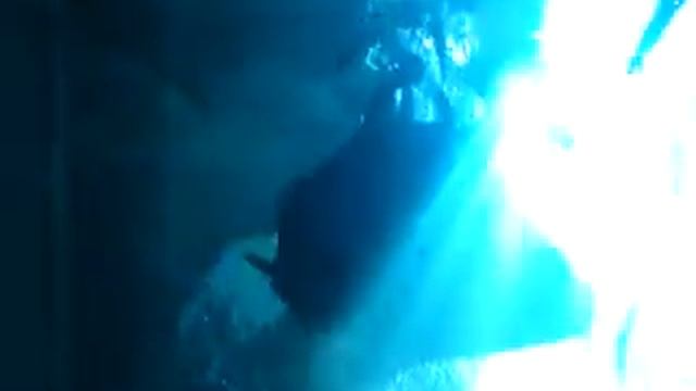 68 ОТПУСК В США Атланта Аквариум Кормят скатов смотреть онлайн