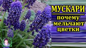 Мускари  в саду Почему у мускари мельчают цветки