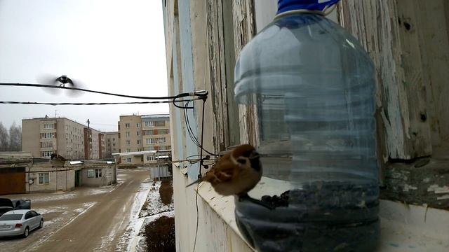 Наглый воробей смотреть онлайн