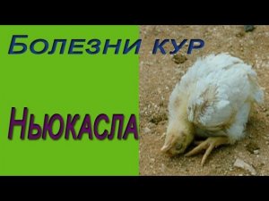 Болезни курицы. Болезнь Ньюкасла вакцинация.