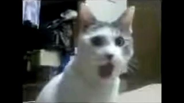 Приколы с кошками Кот болеет Приколище Угар смотреть онлайн