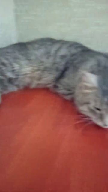 Кот подоел корову и пйе Молоко. смотреть онлайн