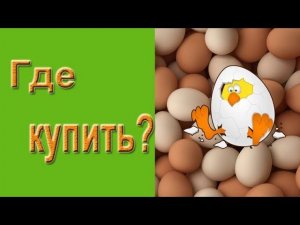 Инкубационное яйцо.  Где купить инкубационное яйцо?