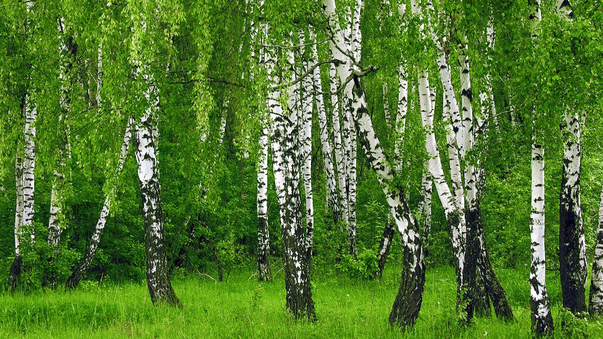 Русские берёзы в живописи и песне. смотреть онлайн