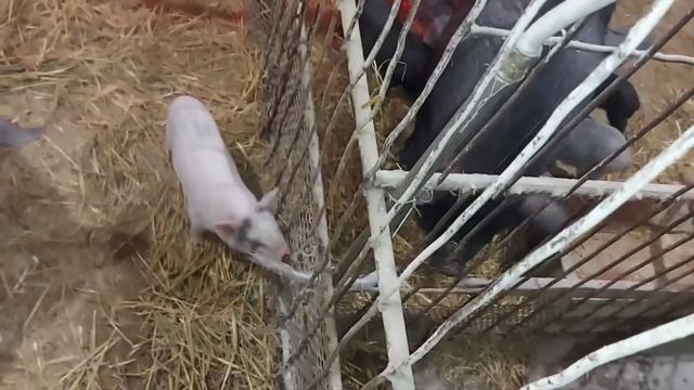 Кто вывелся из маленьких яиц?? Ей наша помощь не нужна. смотреть онлайн