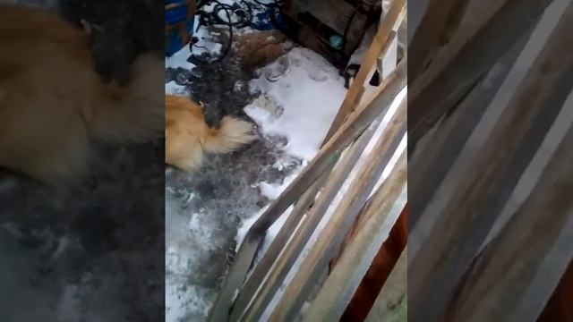 Крыса визжит!!!!))))) смотреть онлайн