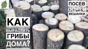 ЗАСЕВ МИЦЕЛИЙ ВЕШАНКИ И ОПЯТ НА ПНИ