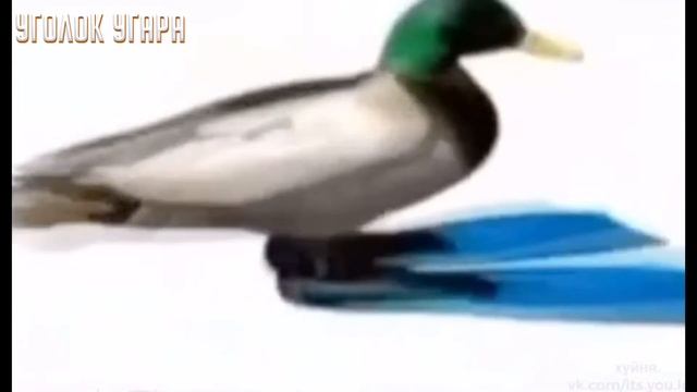 Не Засмейся Челлендж❗️Лучшие Приколы 2020 Года❗️Засмеялся-Подписался #20 смотреть онлайн