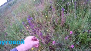 Лекарственные растения весной ч1