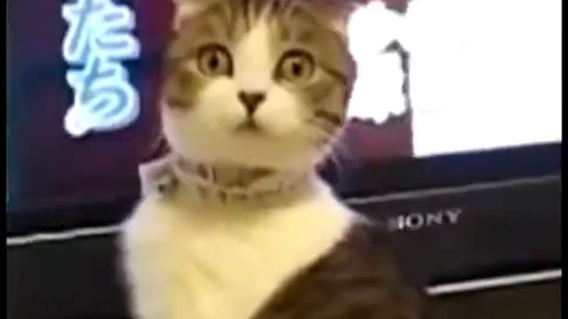 Удивление кота!Приколы с животным!Юмор! смотреть онлайн