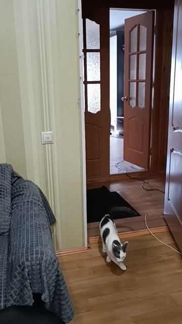 Хулиган....🐱🥰😼