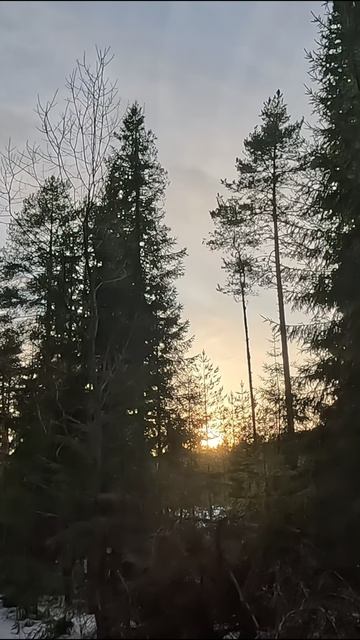 г. Тотьма -лес. восход всем хорошего дня смотреть онлайн