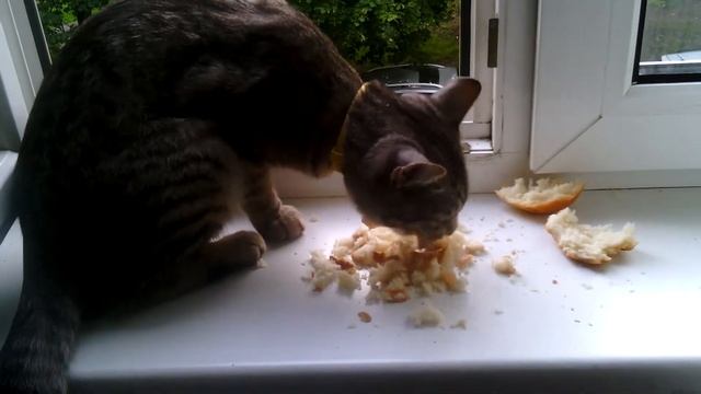 Приколы с кошками. Удивительно! Кот ест хлеб! смотреть онлайн