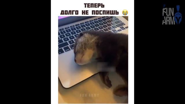 ПРИКОЛЫ 2020 МАЙ ржака до слез угар прикол – ПРИКОЛЮХА смотреть онлайн