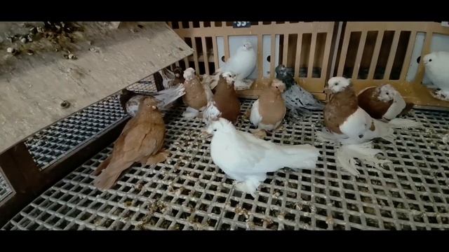 Узбекские ГОЛУБИ Феруза на племя 22г смотреть онлайн