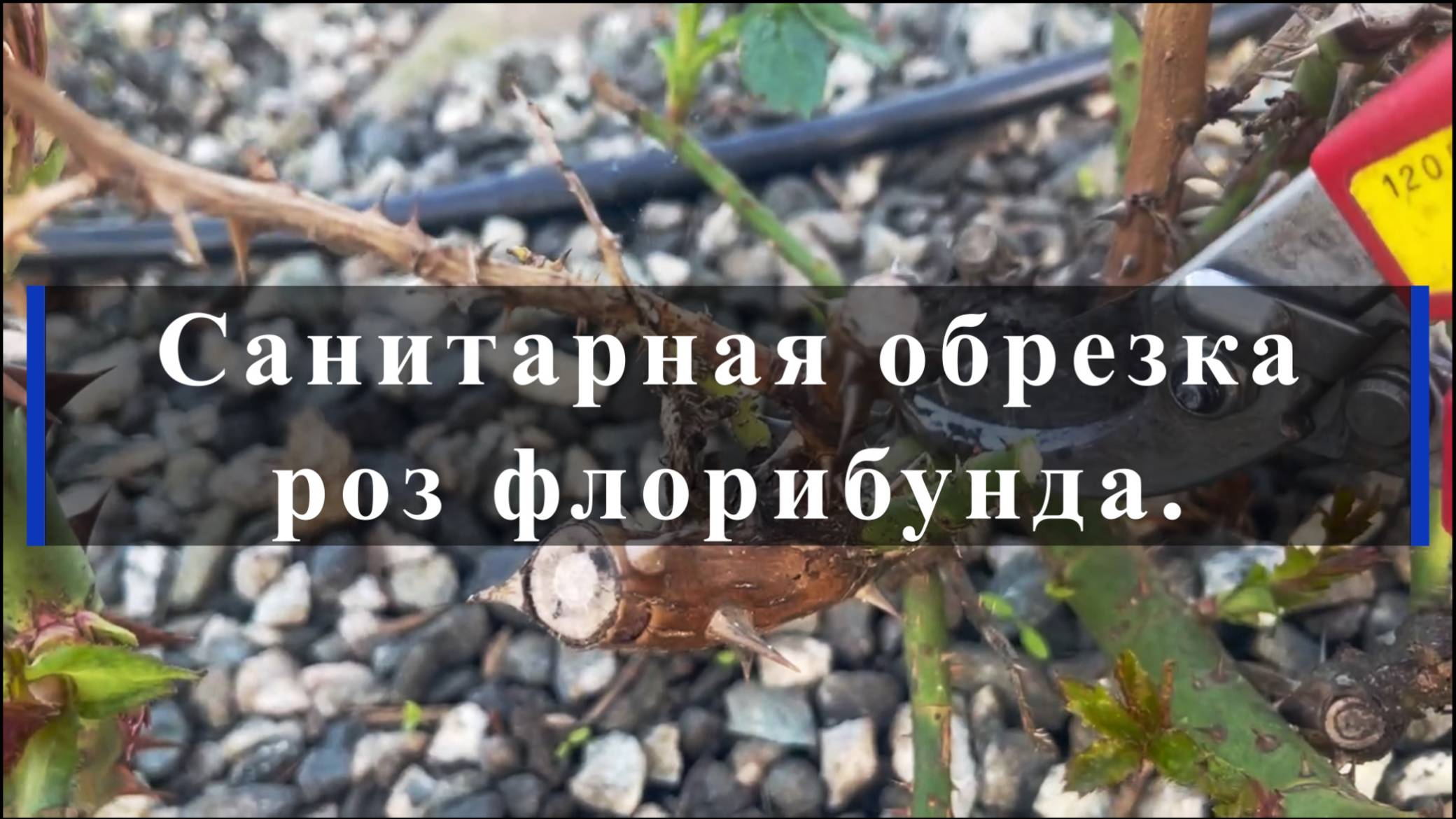 Санитарная обрезка роз флорибунда. смотреть онлайн