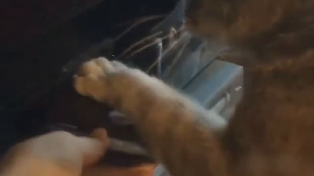 Самые смешные коты. Приколы с котами. Funny cats. смотреть онлайн