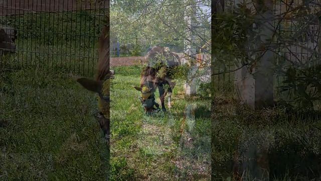 Пасхальные гулянья. Фомина неделя смотреть онлайн