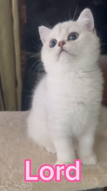 Британцы. Серебро #british #estonia #eu #everyone #cattery #kittens #europa #everywhere #ns11 смотреть онлайн