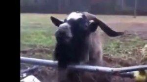 Необычные, но очень забавные звуки Козлов  Приколы